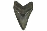 Serrated, Fossil Megalodon Tooth - Beautiful Tooth #124552-1